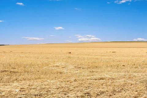 Stubble Stock Photos
