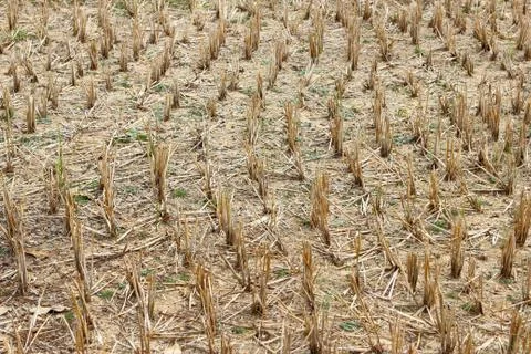 Stubble rice Stock Photos