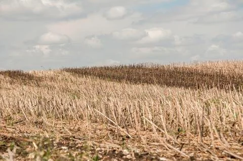 Stubble in sunflower fields Stock Photos