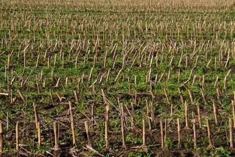 Stubbles of Maize plants Stock Photos