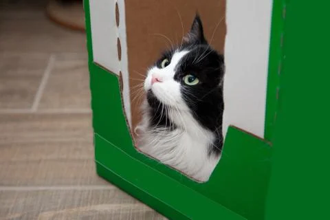 Stubborn cat in box Stock Photos