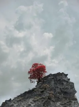 Stubborn red tree grows on top of a mountain peak standing taller Stock Photos