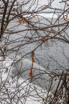 Stubborn sallowthorn Foto stock