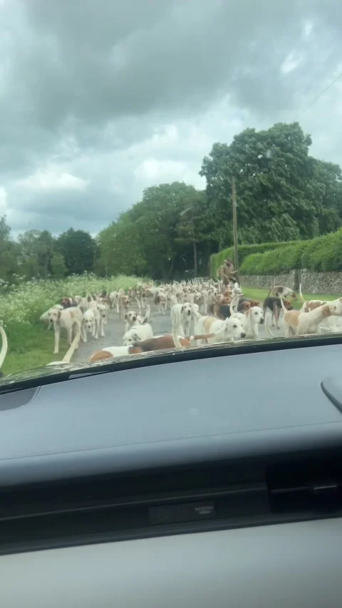 Stuck in a Dog-Jam Heading to Work, Oxfordshire England - 27 May 2024 스톡 동영상 277083514