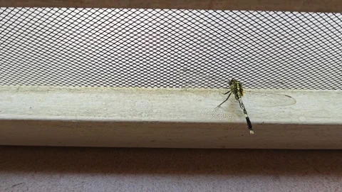 A stuck dragonfly Stock Footage 286919072