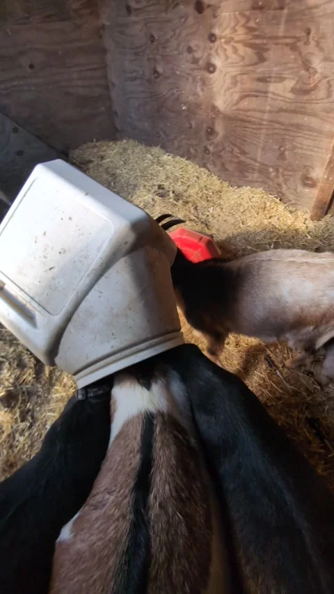 Stuck Goats Form Reverse Cerberus, Newton, New Hampshire, USA - 11 Nov 2025 Stock Footage 327234500