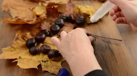 Stuck a hat on chestnut head with glue Vídeo Stock 43255432