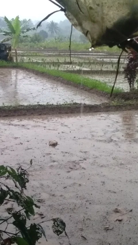 Stuck in the rain Stock Footage 226181258