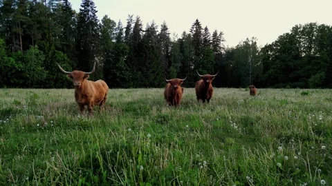 Stud Beef bulls and cows grazing on grass in a field sunset colors. Dairy farm Stock Footage 270773561