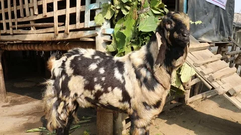 Stud Goat in Nepal Stock Footage 73439343