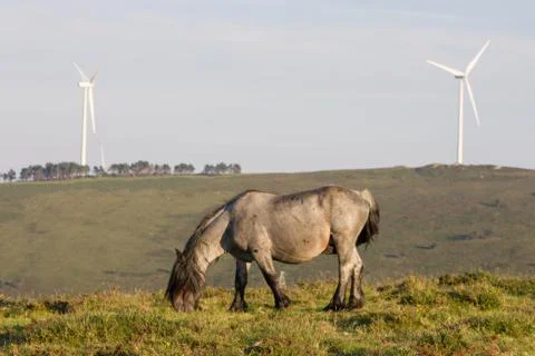 Stud grazing in a meadow with wind mill park on a green hill. Stock Photos