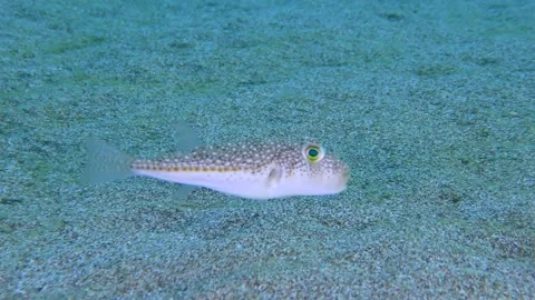 Studded pufferfish on the sandy seabed. Stock Footage 200142670