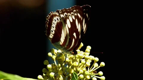 Studded sergeant butterfly pollinating himalayan ivy flowers Stock Footage 341277679