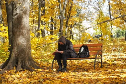 A student is engaged while sitting on a bench in the park in autumn in good w Stock-Fotos