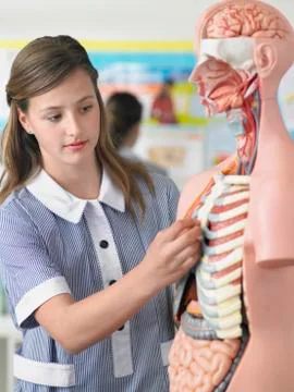Student Examining Anatomical Model In Laboratory Stock Photos
