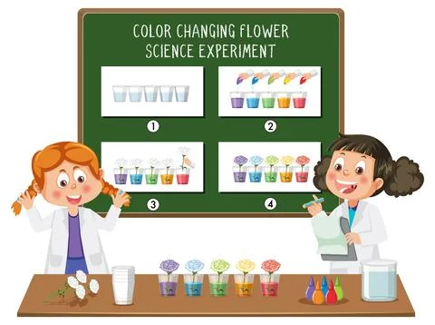 Student explaining color changing flower science experiment Stock Illustration