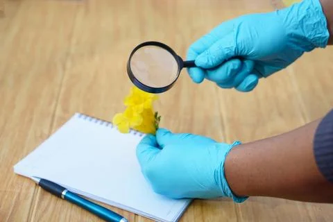 Student  hands in protective gloves hold magnifying glass to inspect flowers, Foto stock