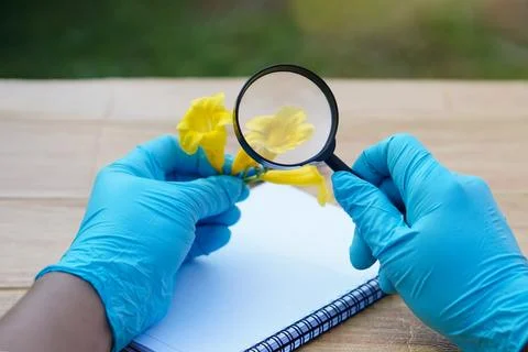 Student  hands in protective gloves hold magnifying glass to inspect flowers, Stock Photos