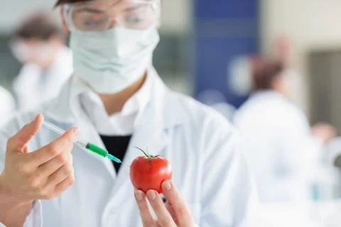 Student injecting tomato in the laboratory Stock Photos