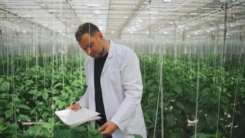 Student studies, analyzes process photosynthesis green leaves organic vegetables Stock Footage 278660343