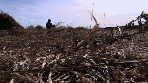 Student woman using a notebook in isolation at field, sitting back to camera Stock-Footage 75686686