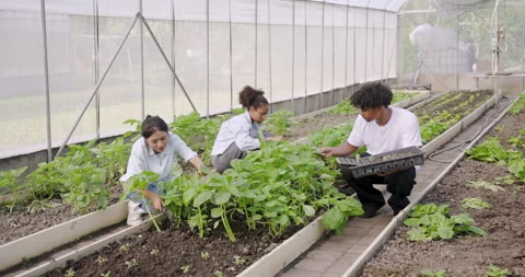 Students and teacher engaging in practical vegetable farming class inside school Stock Footage 329218434