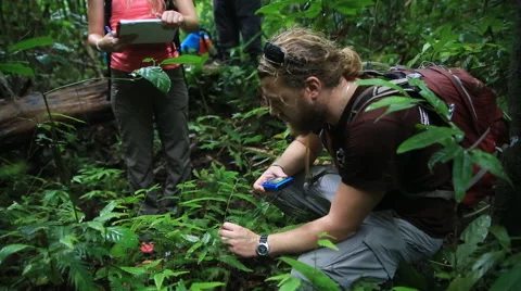 Students document plants jungle ecology Vidéo 51046764