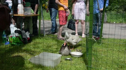 Students excursion watch of farm grown ducks and geese in cage Stock Footage 43581057