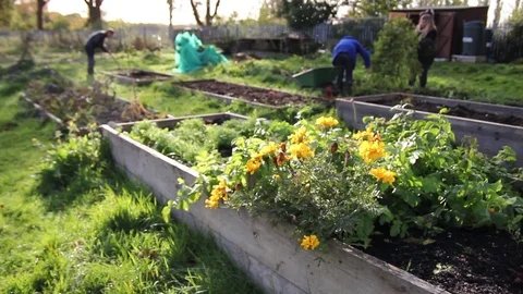 Students gardening Stock Footage 104139916