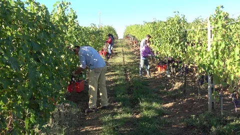 Students harvested grapes, Tuscany, Italy Stock Footage