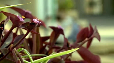 Students for Illustration Stock Footage 9577524