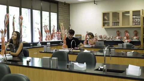 Students learning about anatomical model. 動画素材 88014319