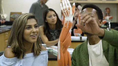 Students learning about anatomical model. 動画素材 88015403