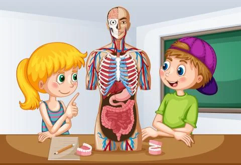Students learning about human anatomy Illustrazione stock