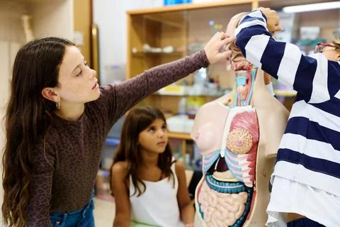 Students learning human anatomy in science class 写真素材