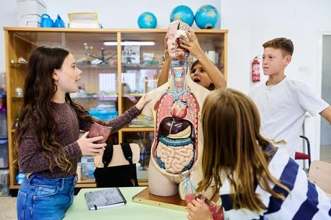 Students learning human anatomy with torso model Stock Photos