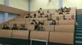 Students at a lecture in the classroom. HD Footage
