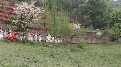 Students line up a long queue and follow a teacher, walking in the park Stock Footage 48711227