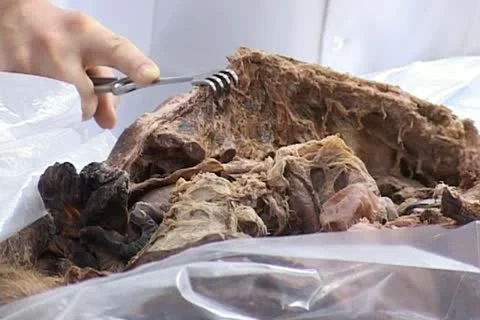 Students in morgue Vídeos de archivo 11359239