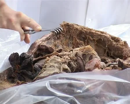 Students in morgue Stock Footage 11359241