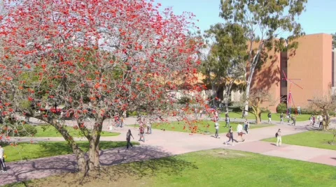 Students walking across campus Stock Footage