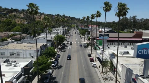Studio City Palm Trees Video stock 166249796
