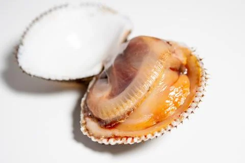 A studio close-up of an opened fresh blood clam Stock Photos