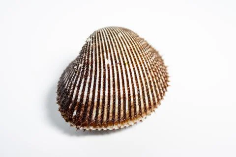 A studio close-up of an opened fresh blood clam Stockfoto's