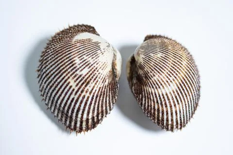 A studio close-up of an opened fresh blood clam Stock Photos
