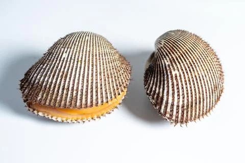 A studio close-up of an opened fresh blood clam Stockfoto's