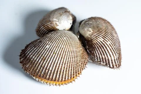 A studio close-up of an opened fresh blood clam Stock Photos