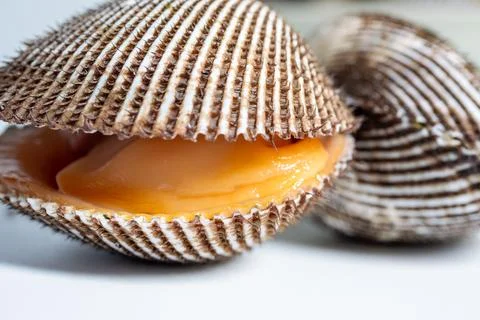 A studio close-up of an opened fresh blood clam Stock Photos