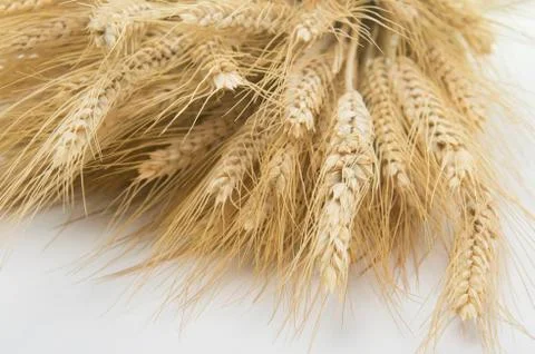 Studio close up wheat stalks Stock Photos