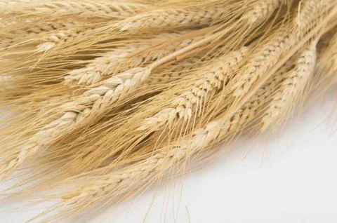 Studio close up wheat stalks Stock Photos